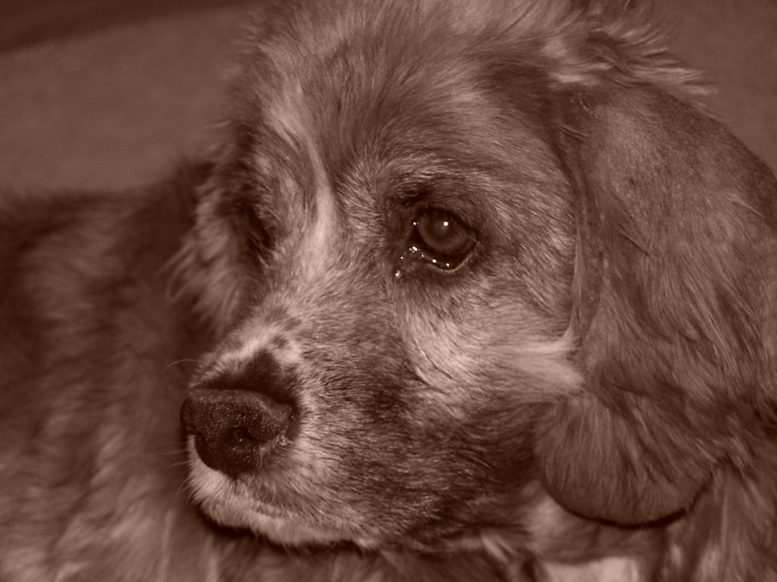 Jake