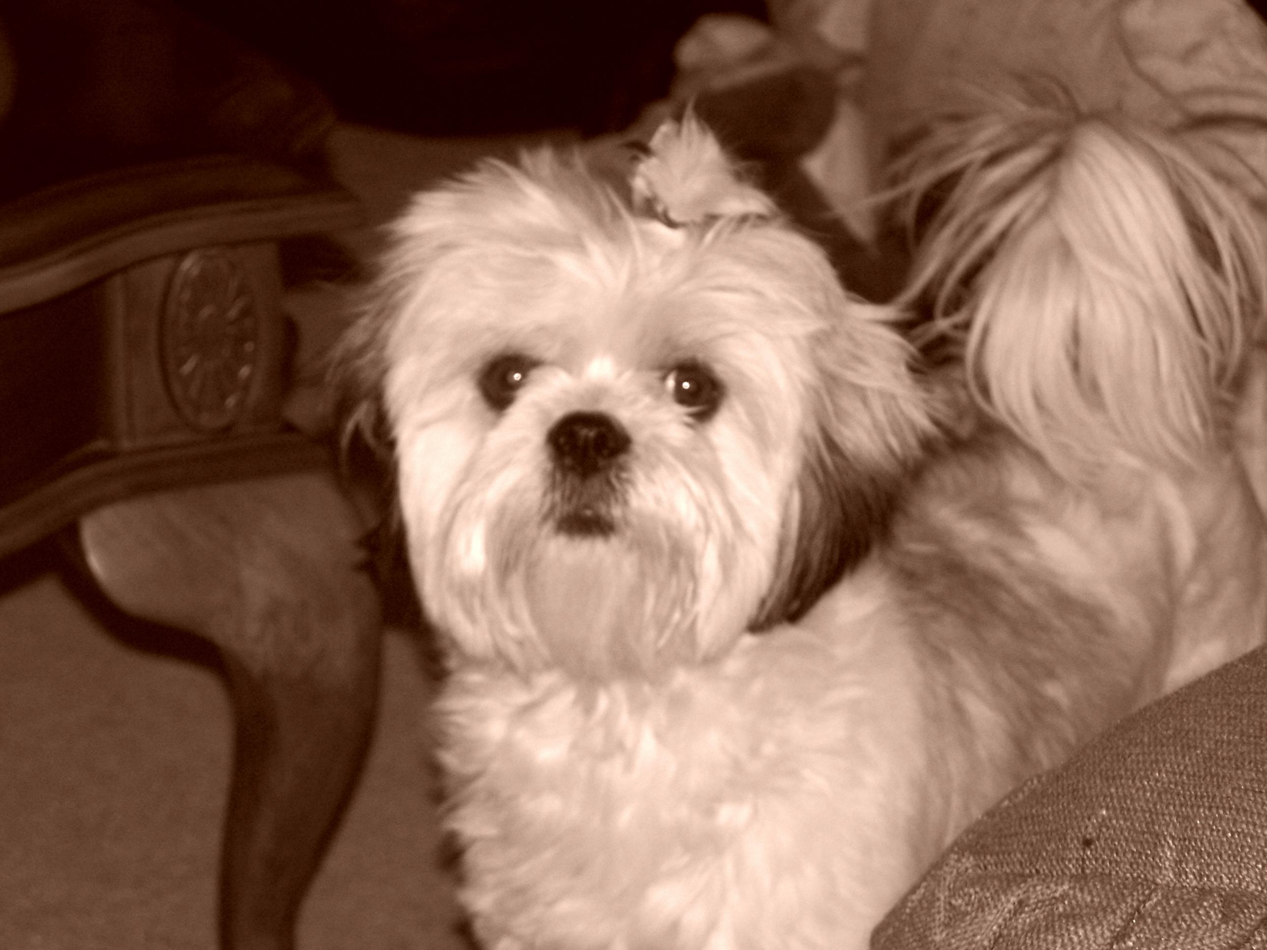 Abby